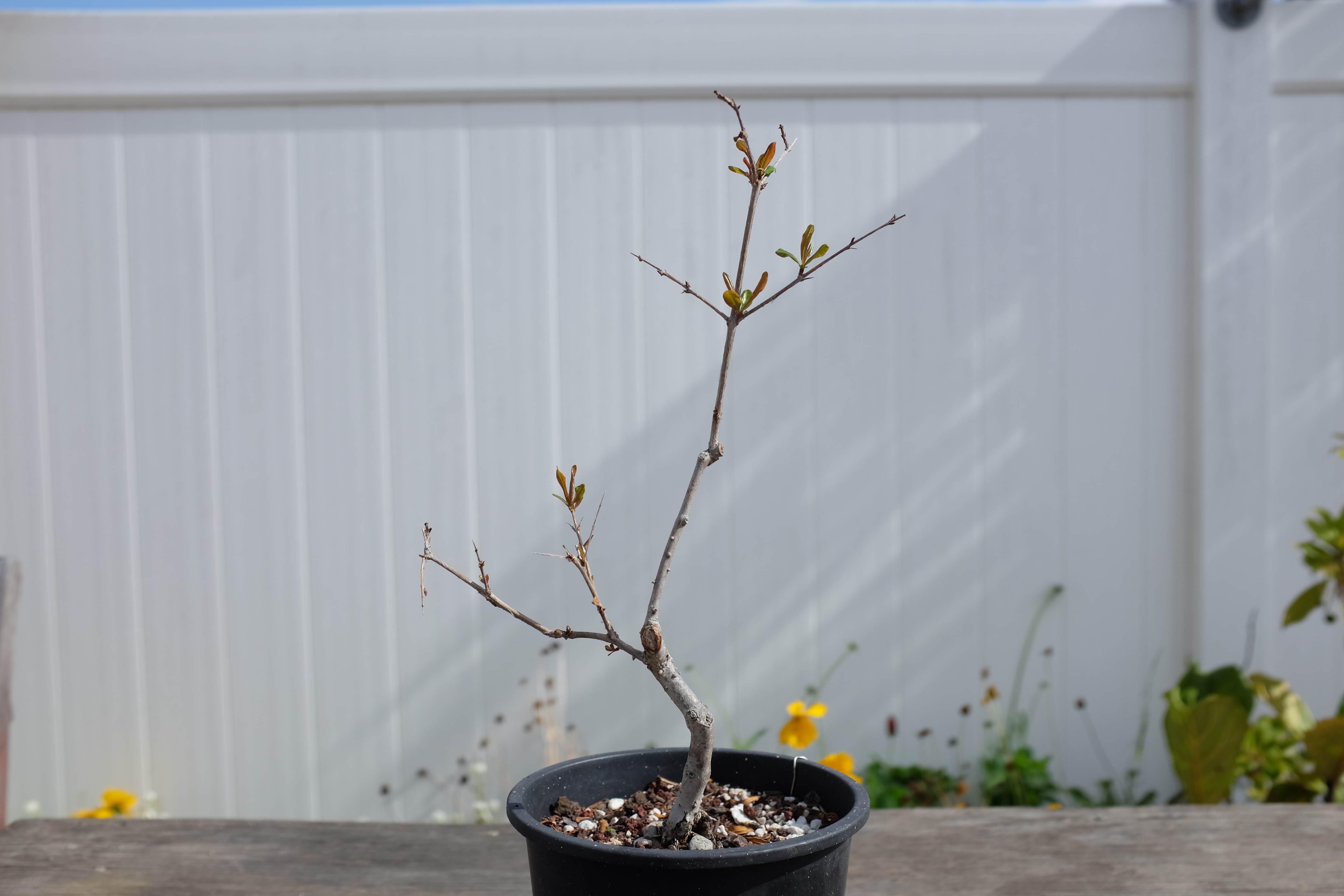 p-granatum 7 1 photo 9