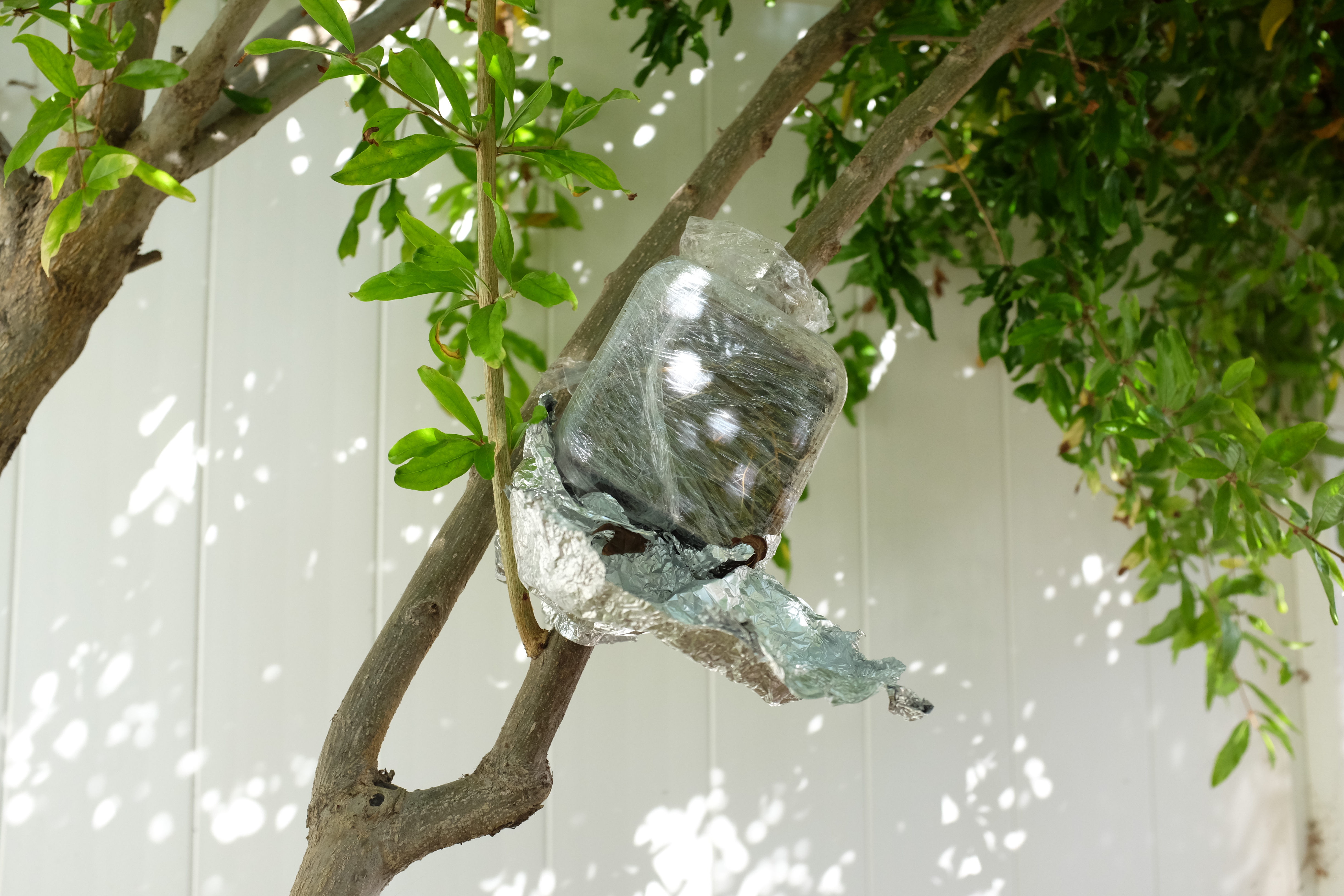 p-granatum air layer 1 photo 1