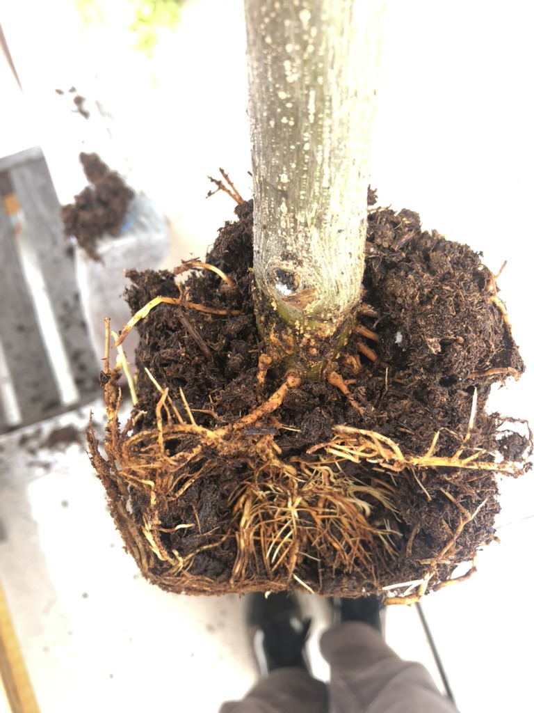 p-granatum air layer 1 photo 3