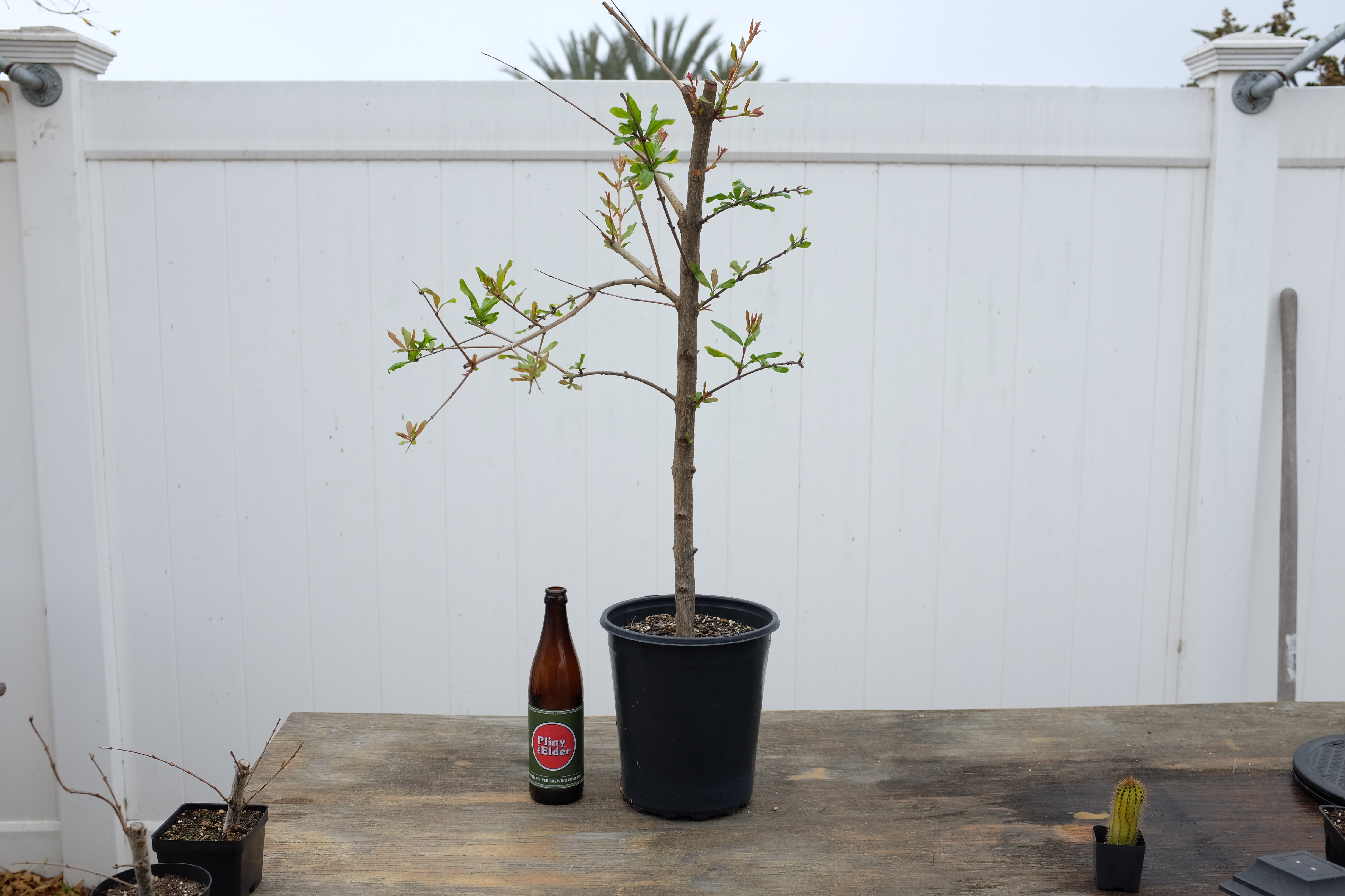 p-granatum air layer 1 photo 4