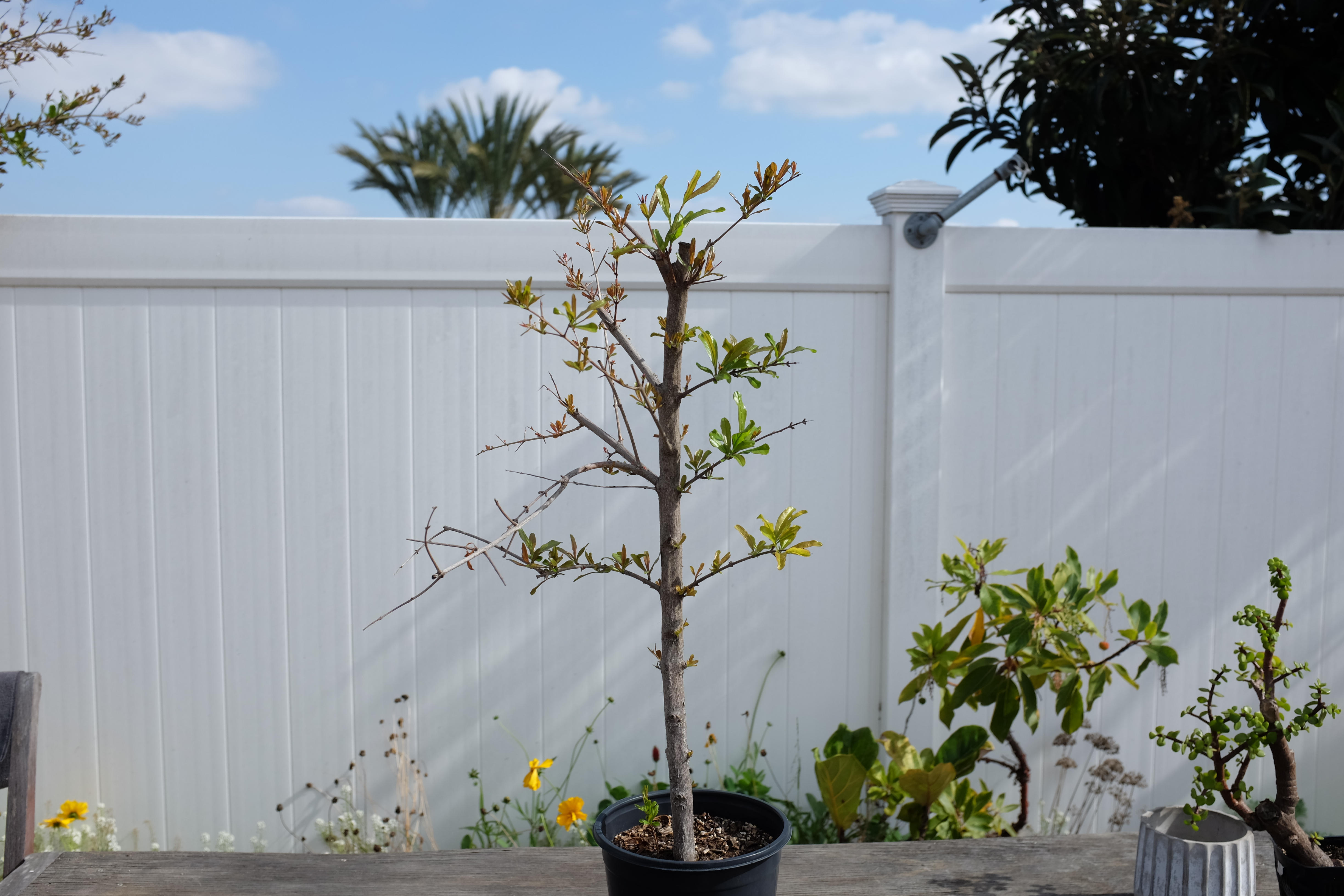 p-granatum air layer 1 photo 7