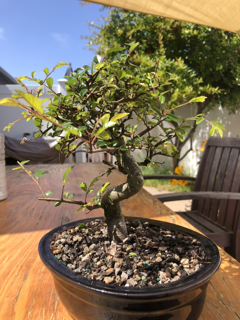 Chinese elm 1 photo 1