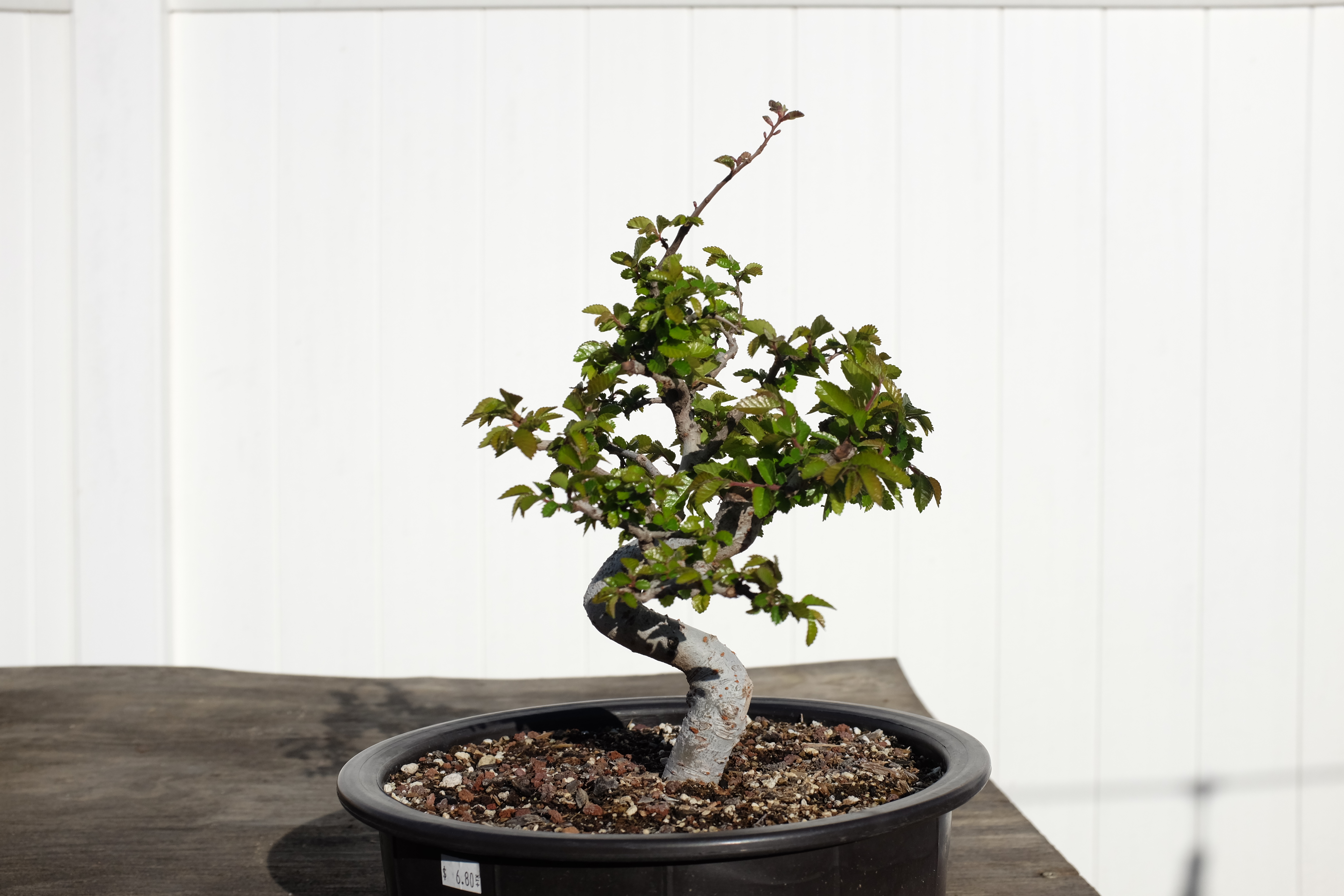 Chinese elm 1 photo 13