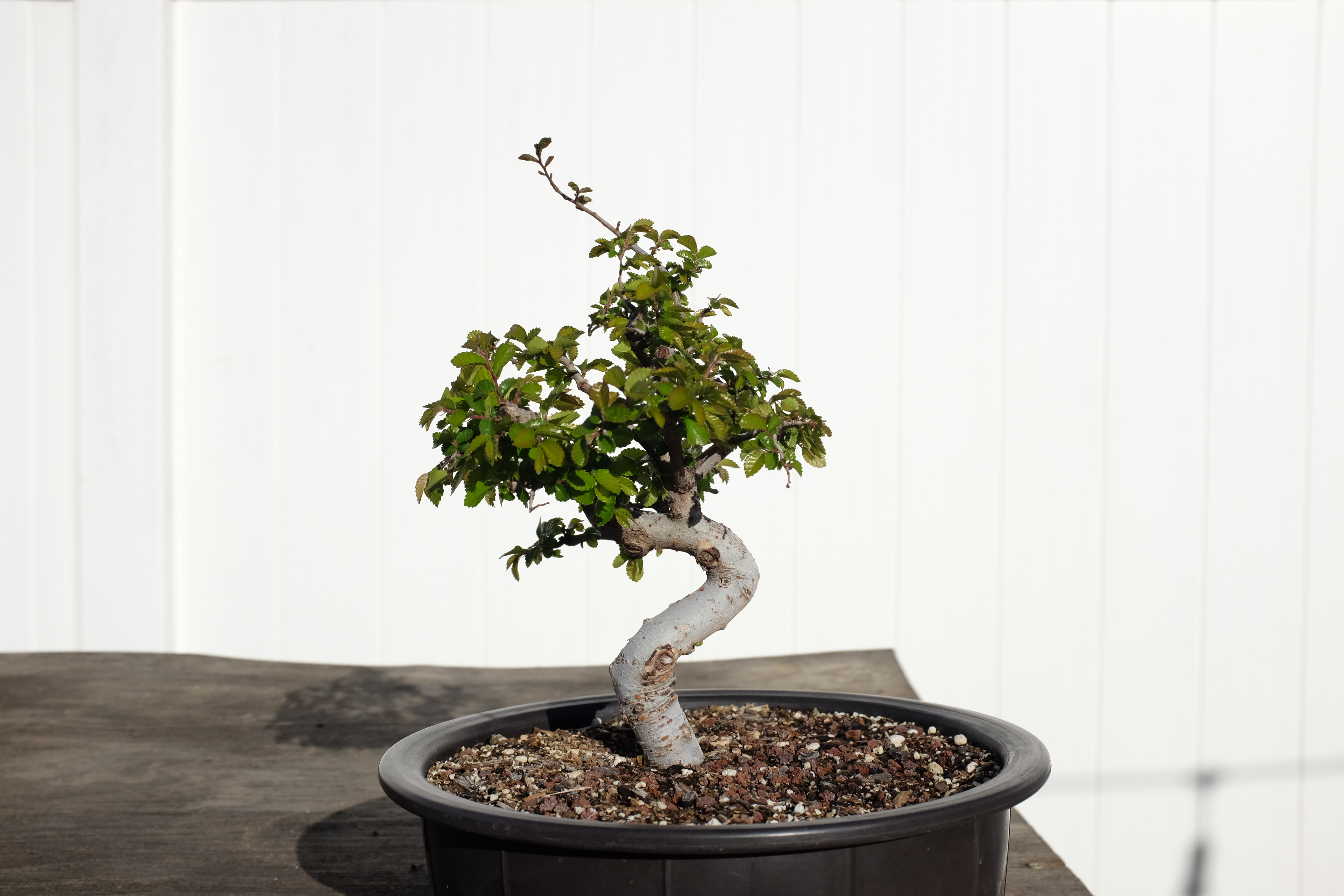 Chinese elm 1 photo 14