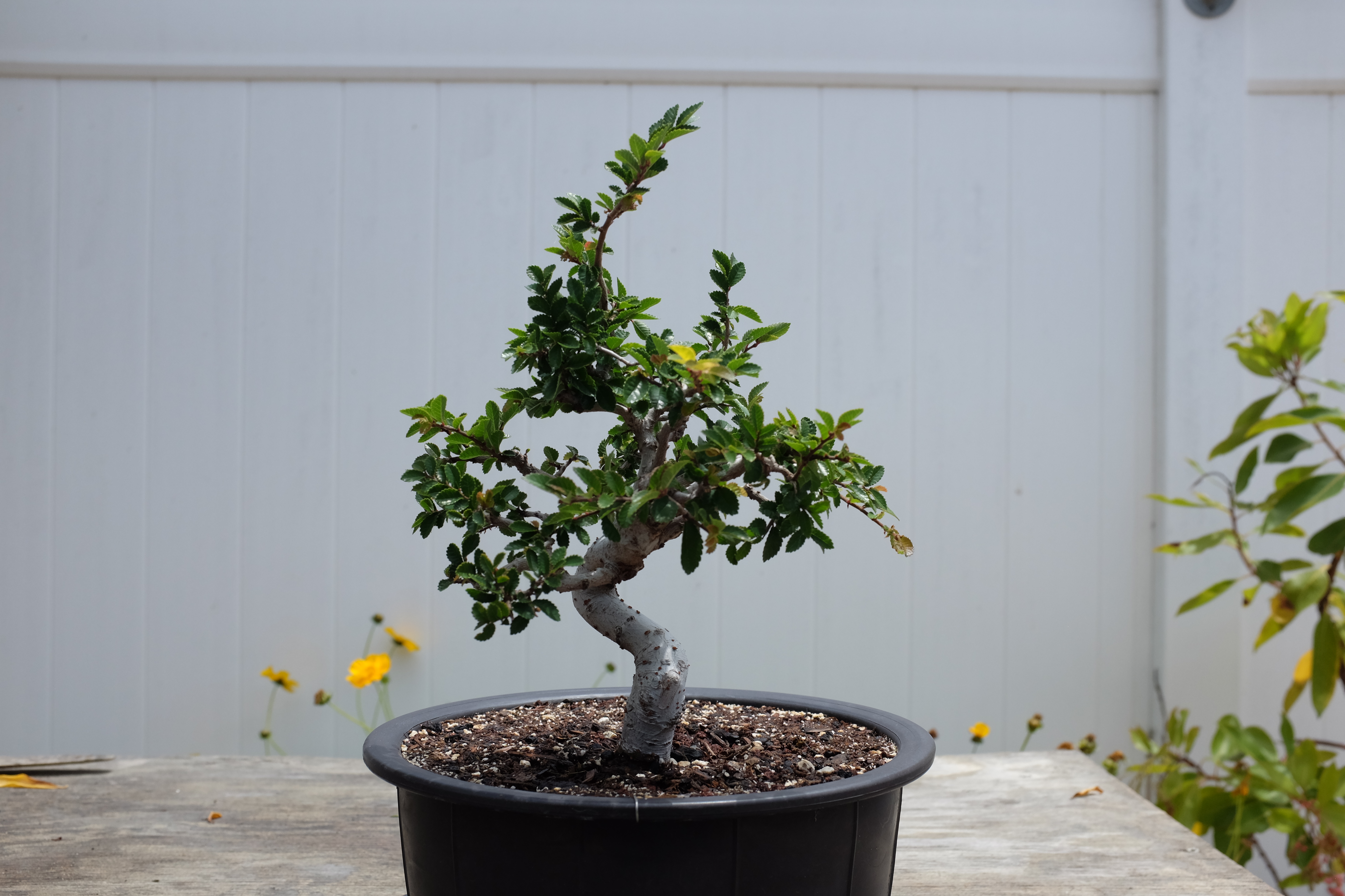 Chinese elm 1 photo 15
