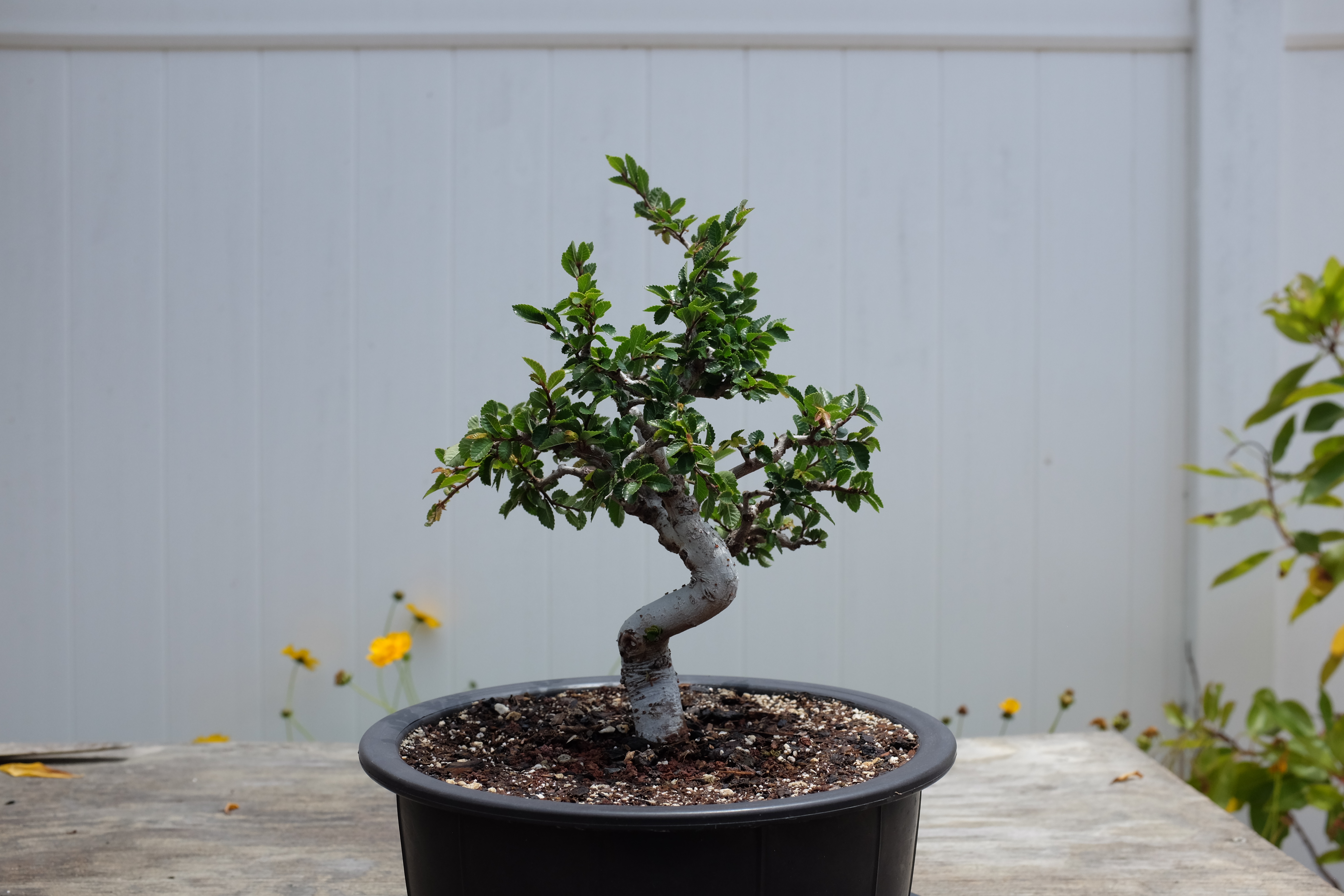 Chinese elm 1 photo 16