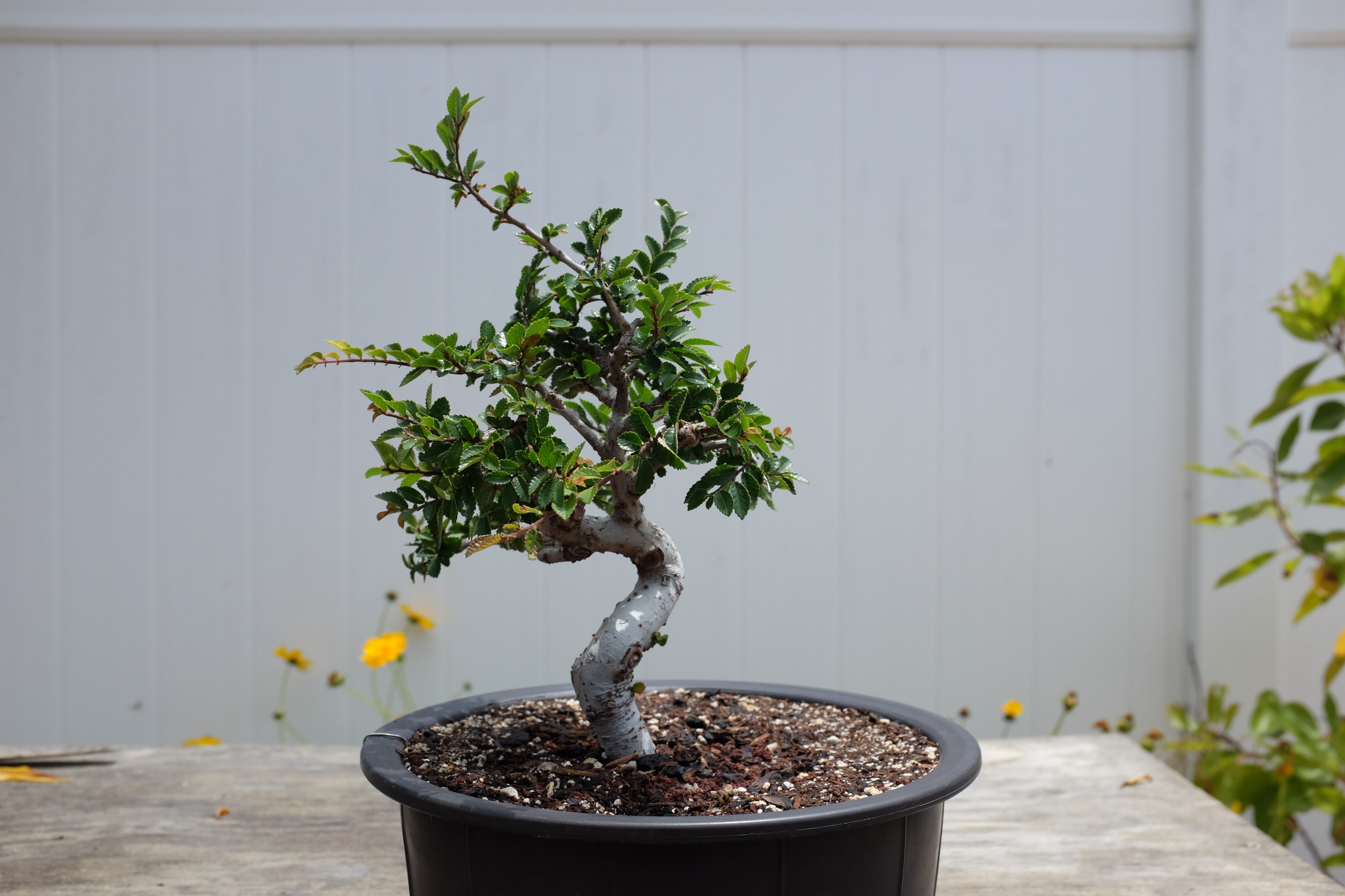 Chinese elm 1 photo 17