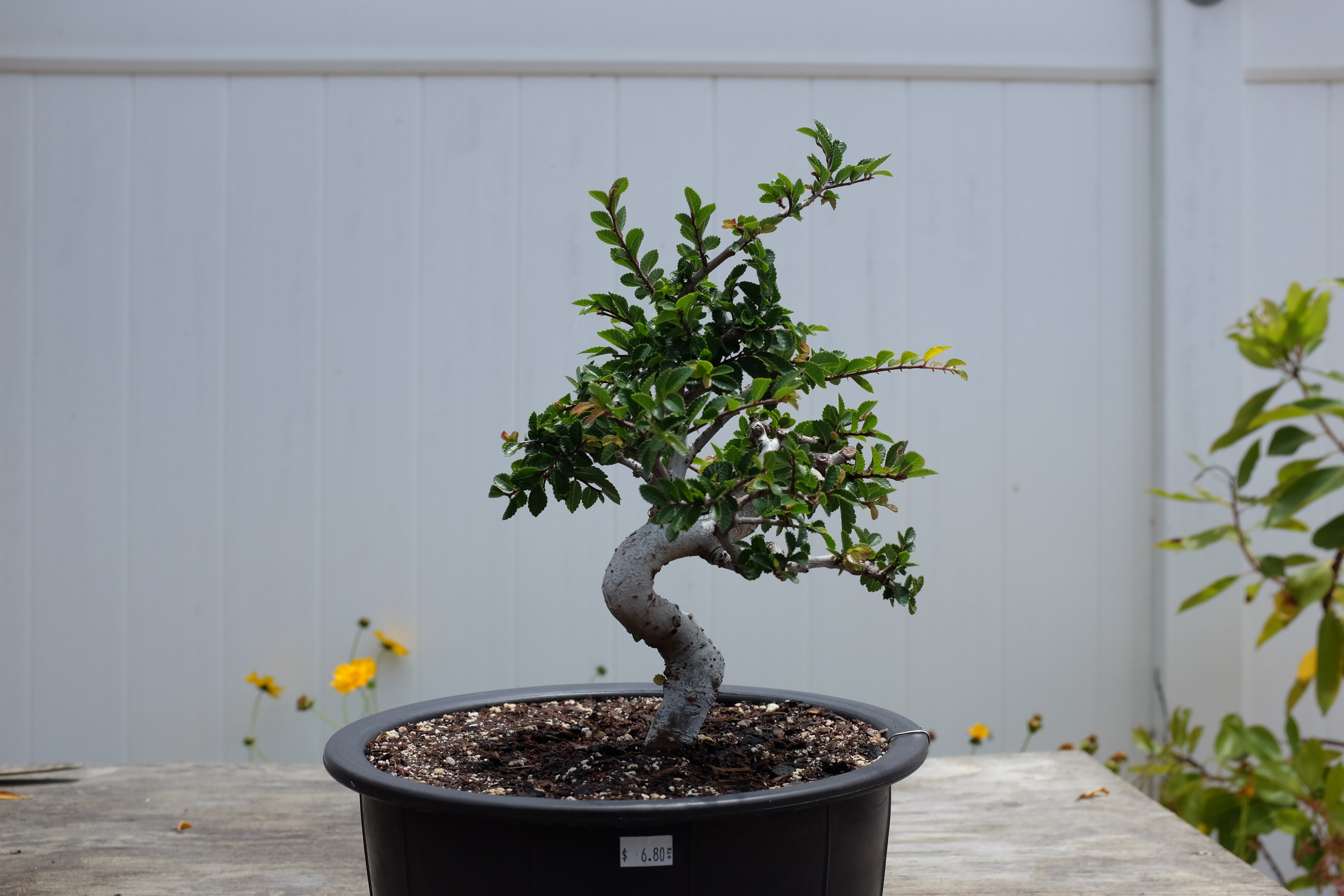 Chinese elm 1 photo 18