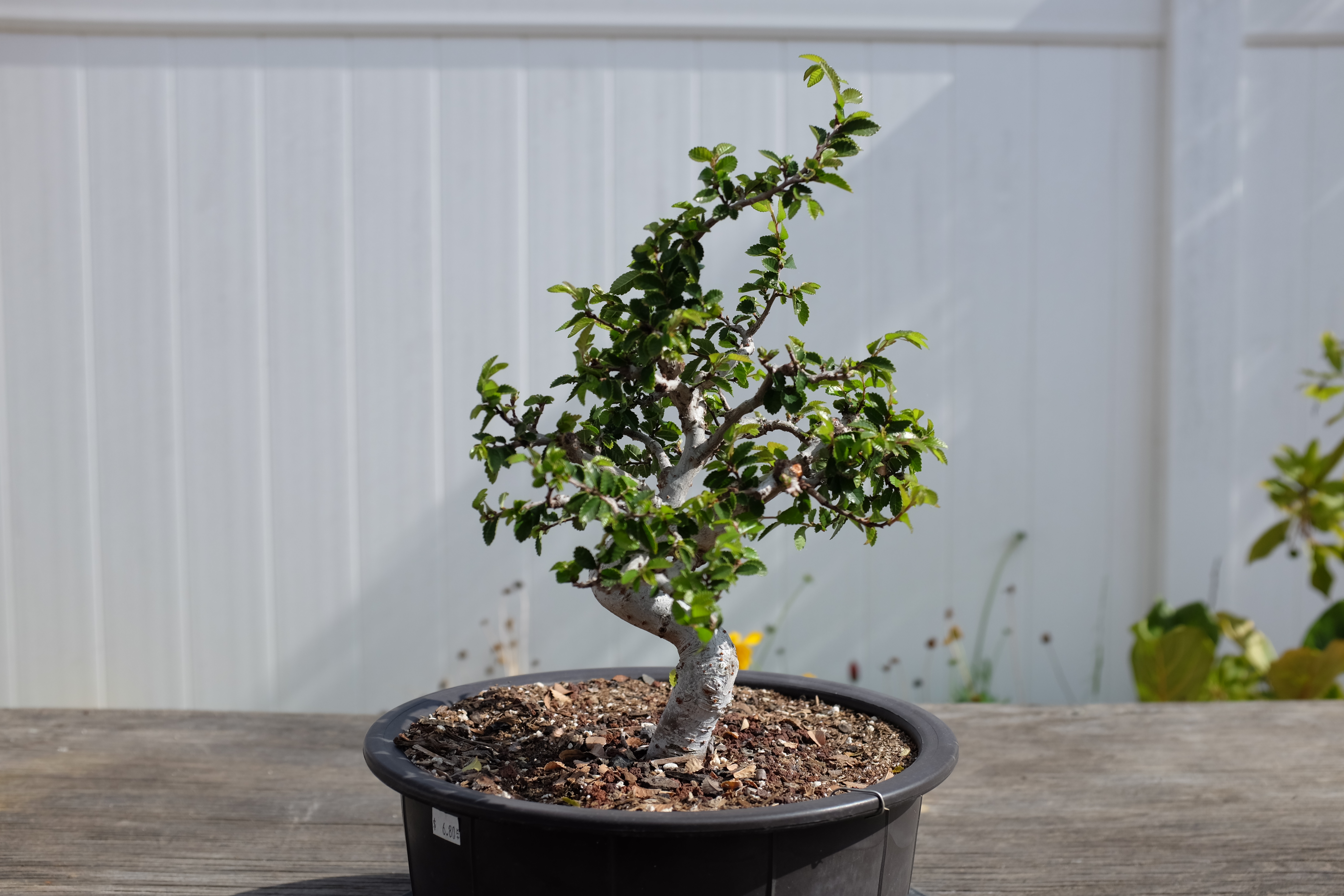 Chinese elm 1 photo 19