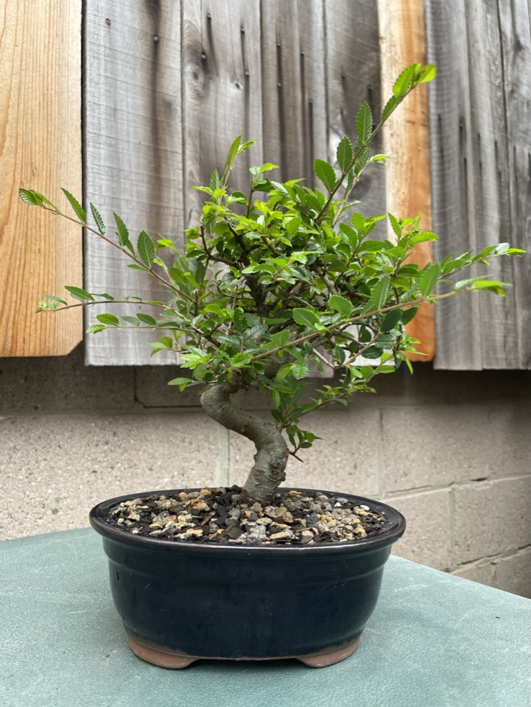 Chinese elm 1 photo 2