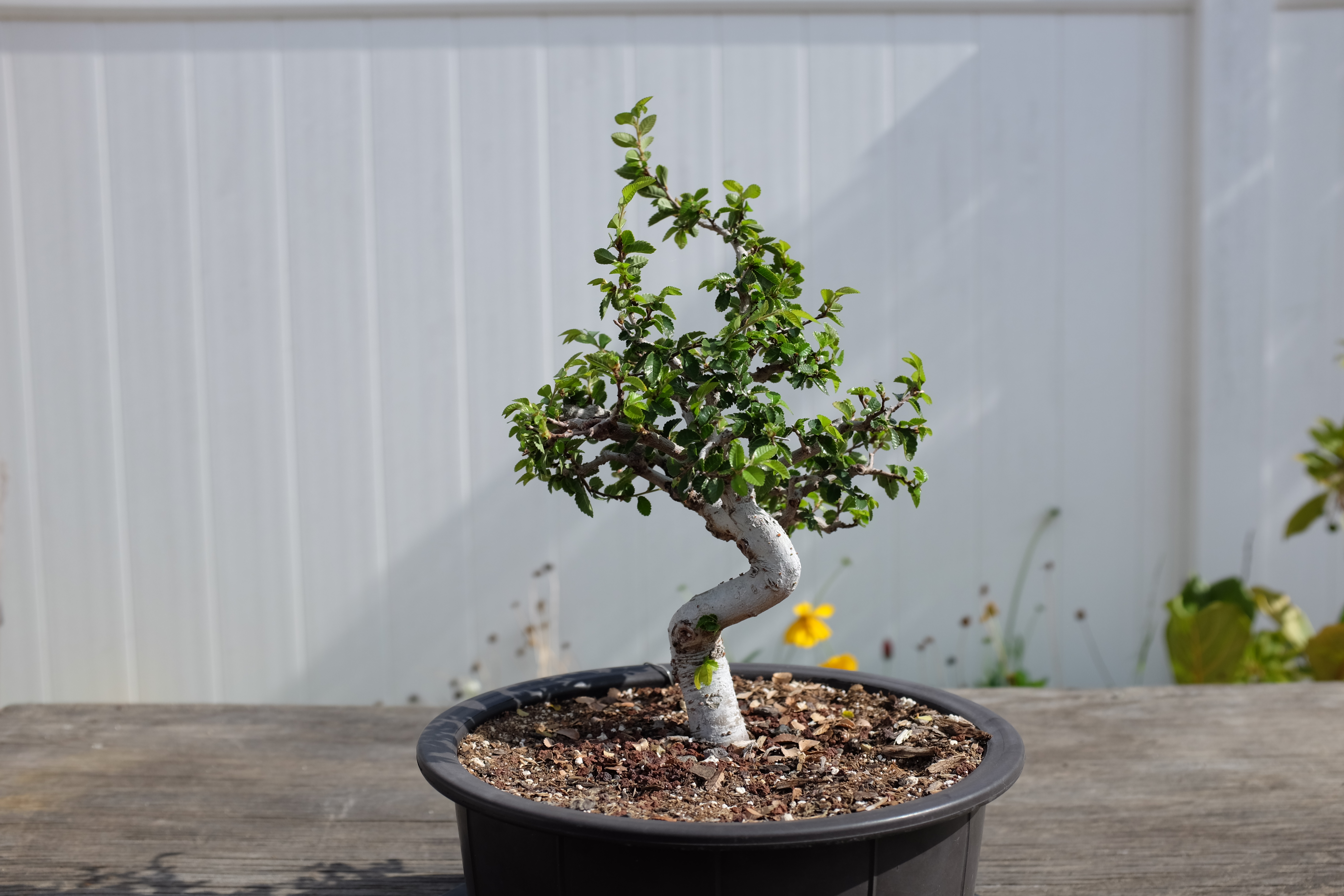 Chinese elm 1 photo 20
