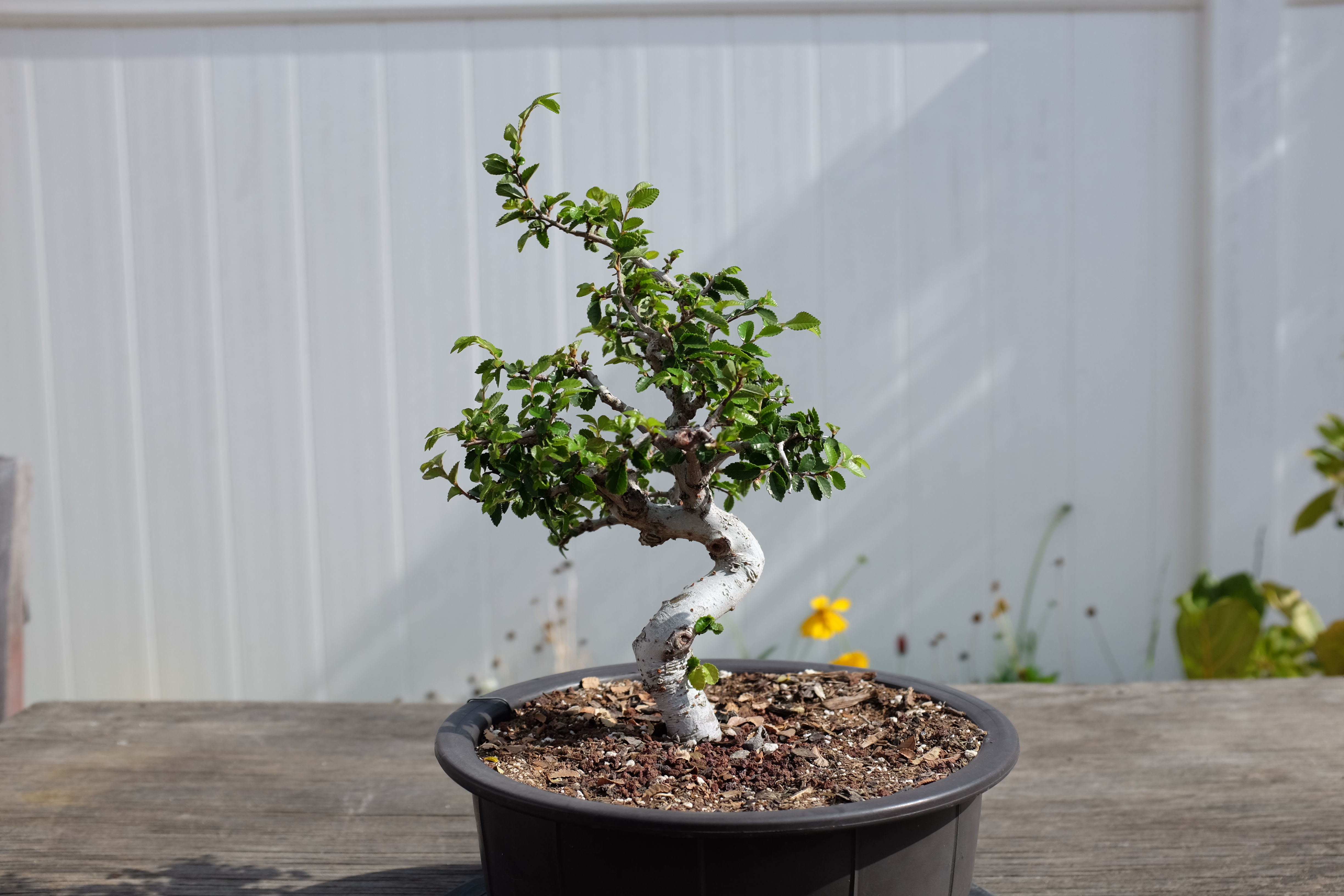 Chinese elm 1 photo 21