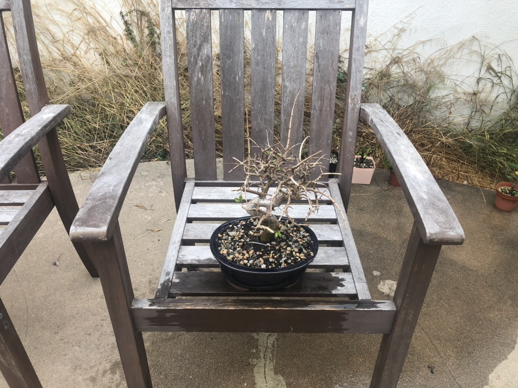 Chinese elm 1 photo 3