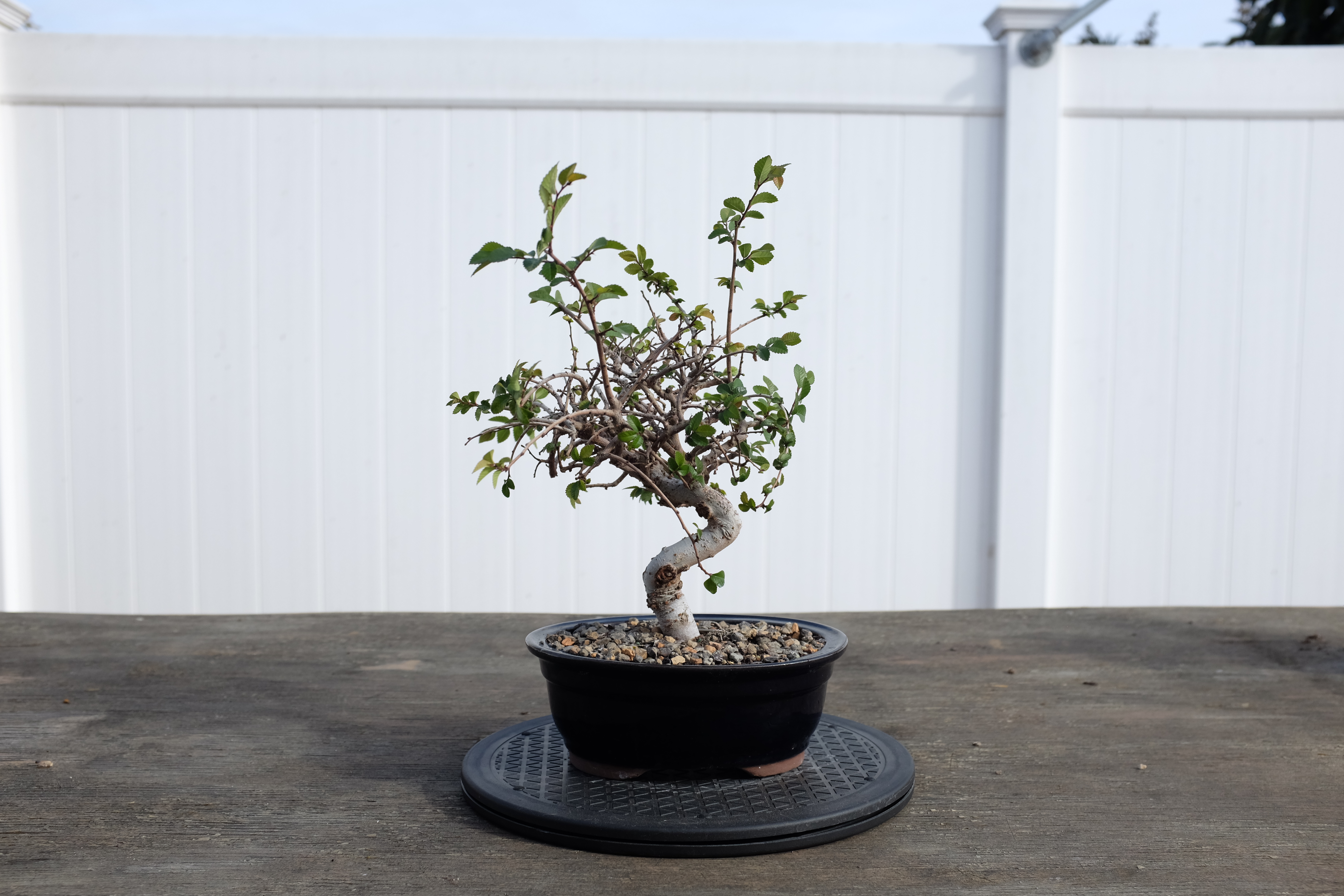 Chinese elm 1 photo 4
