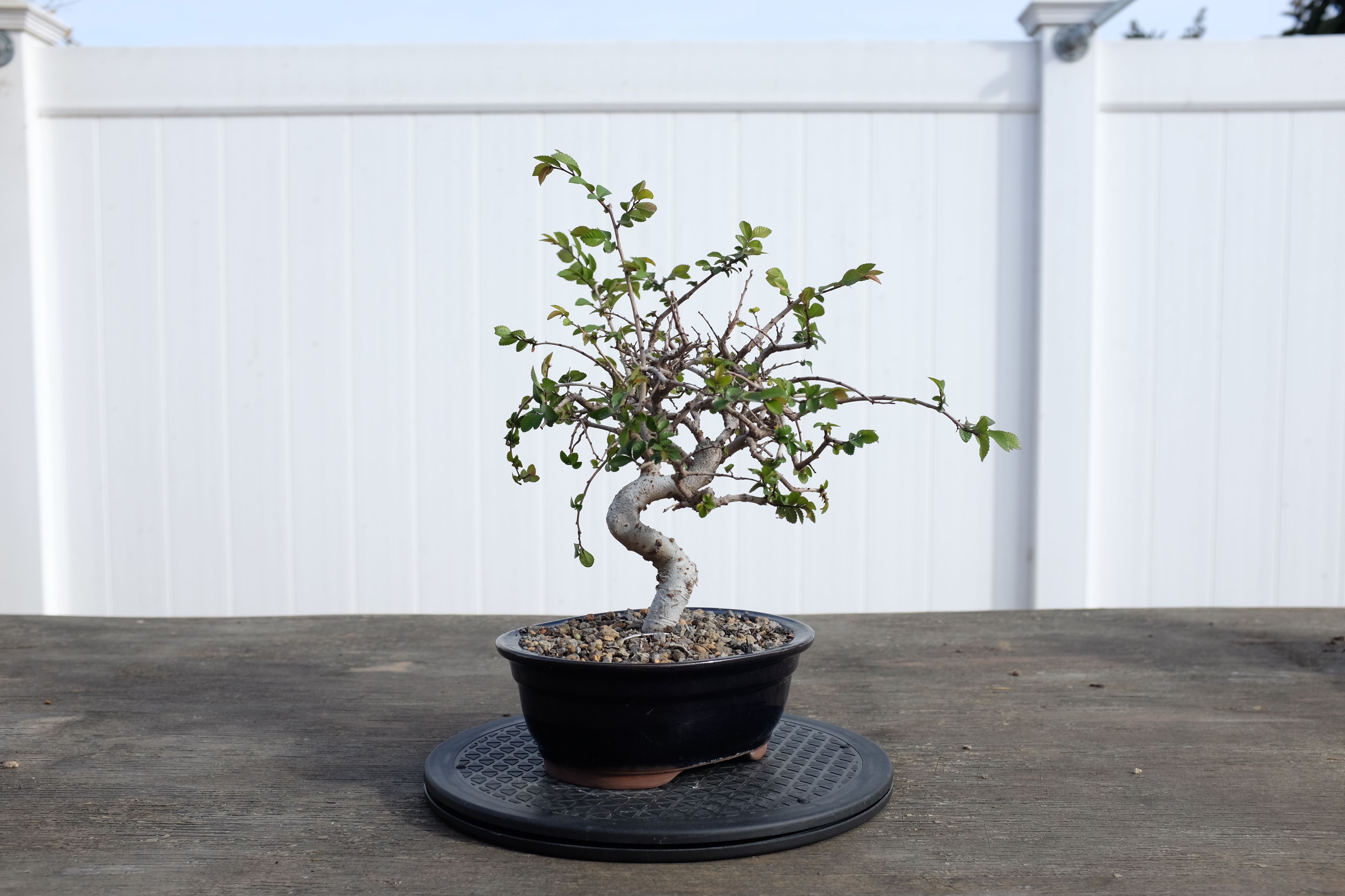 Chinese elm 1 photo 5