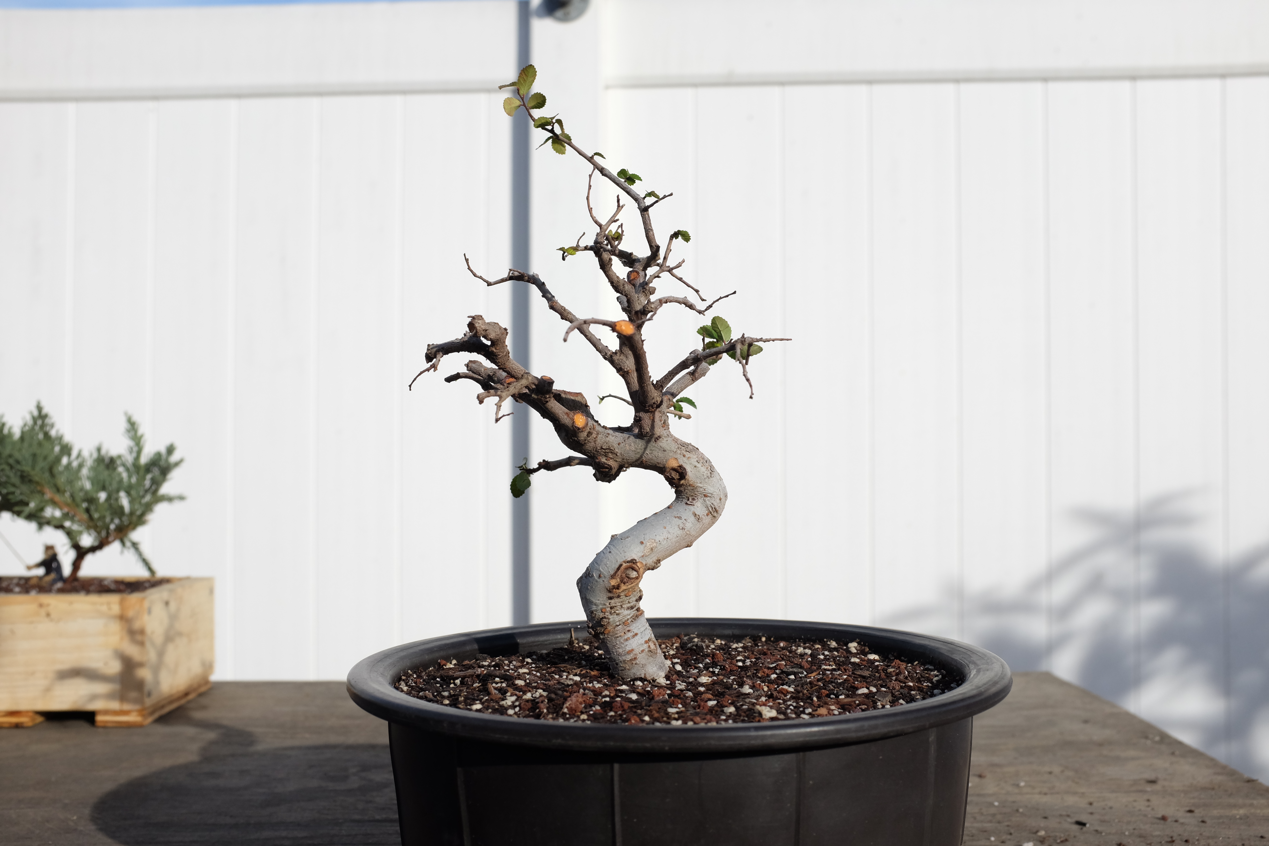Chinese elm 1 photo 7