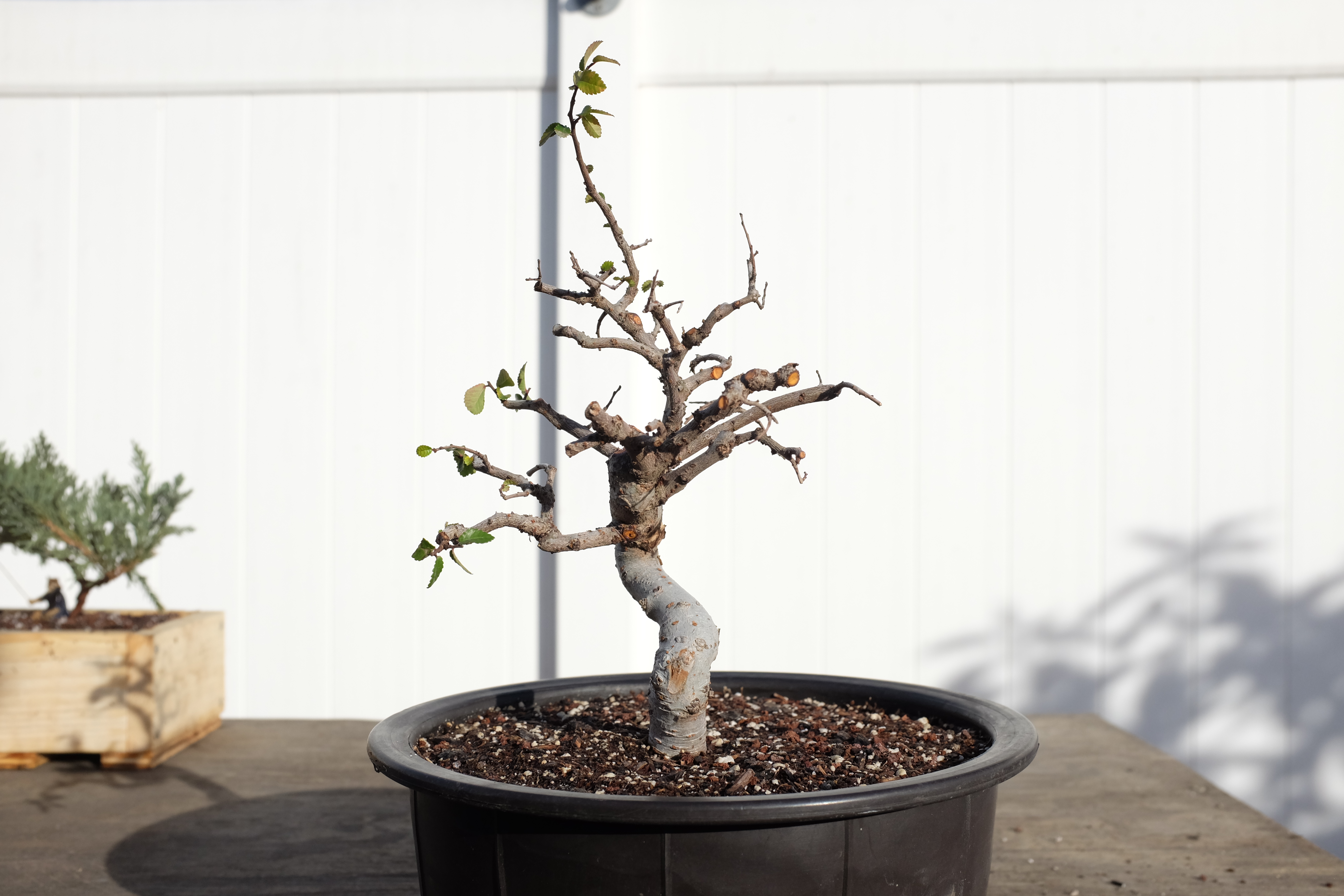 Chinese elm 1 photo 8