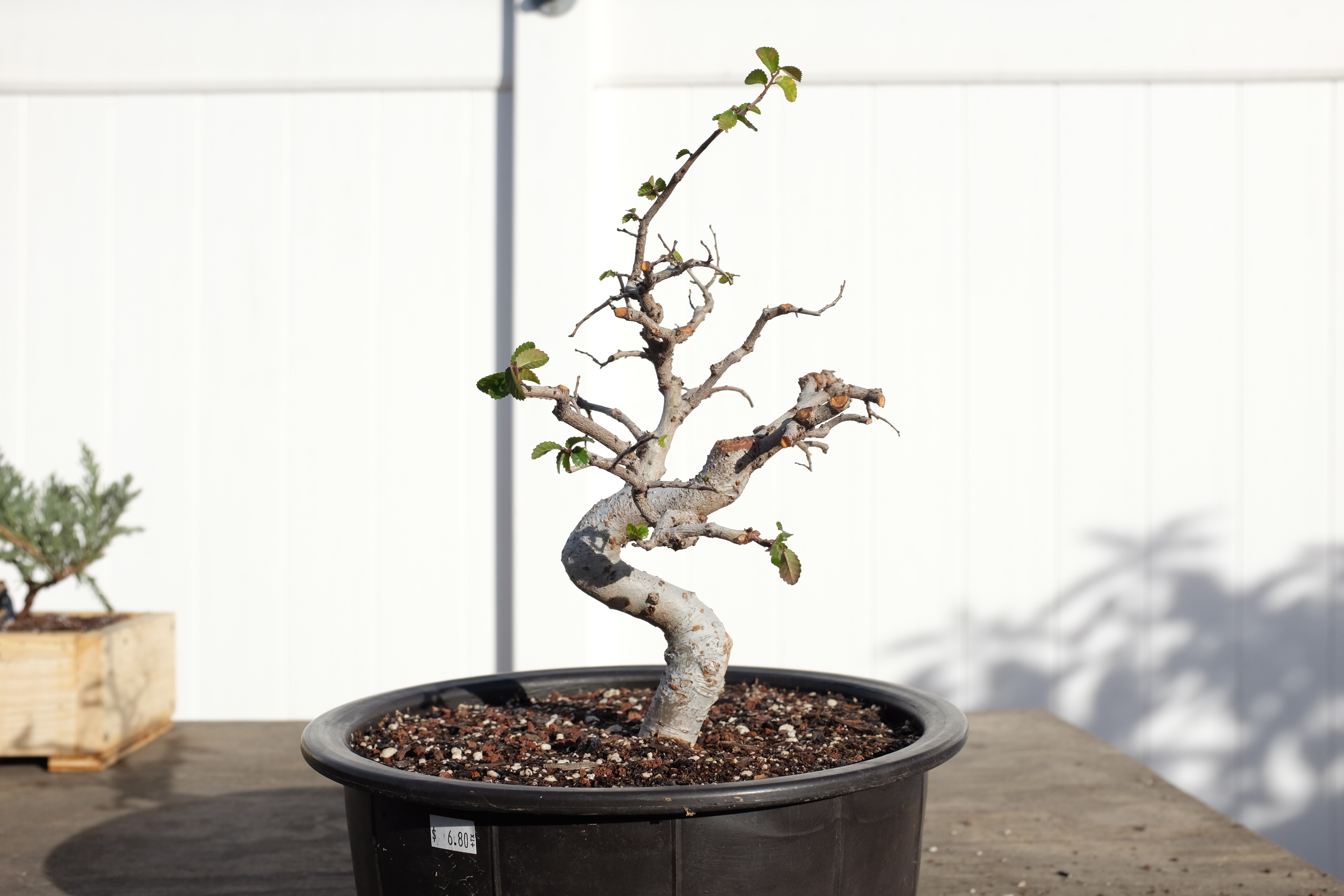 Chinese elm 1 photo 9