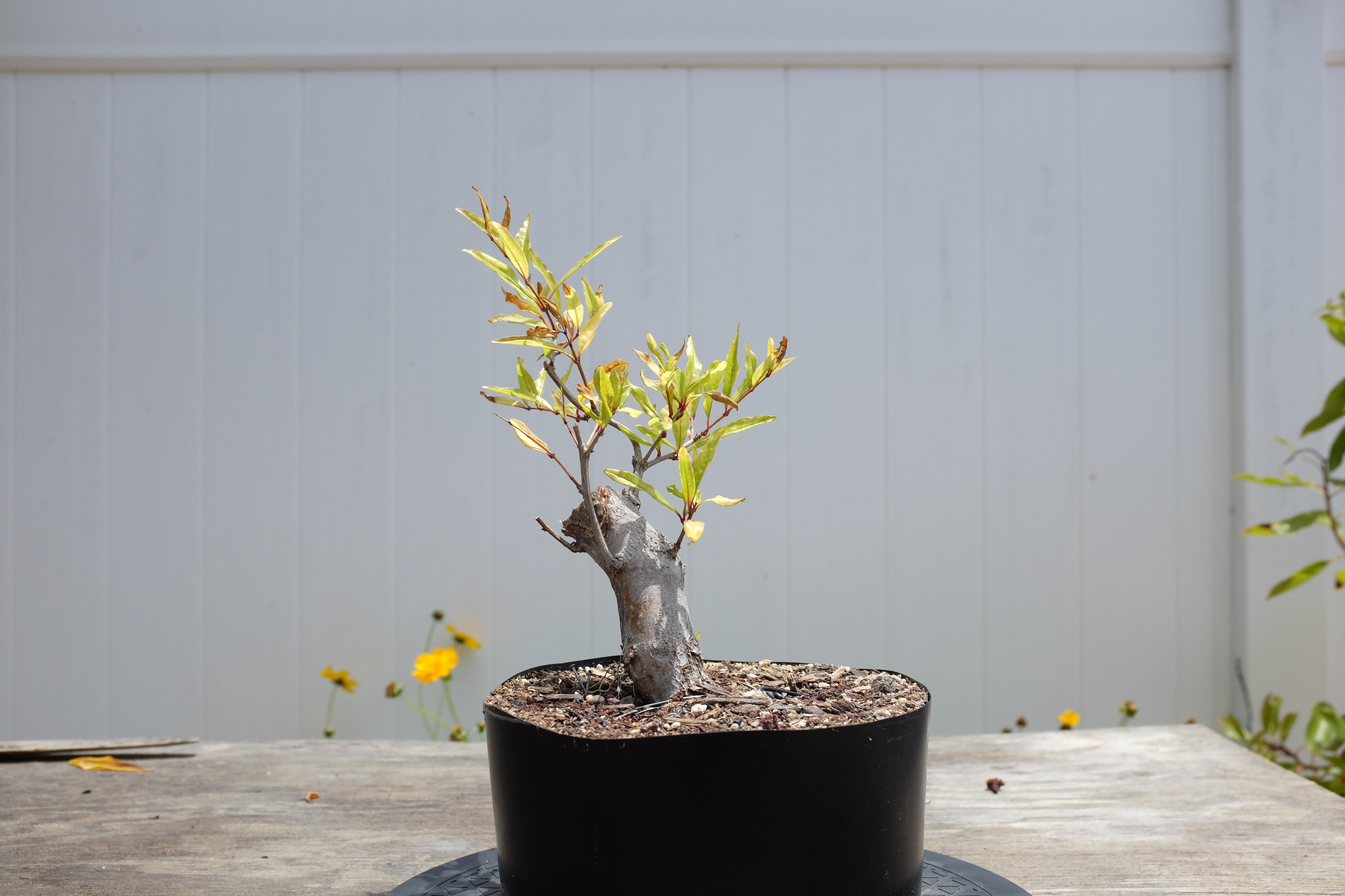 p-granatum-2 - 2025 July